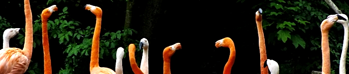 Der systemisch-konstruktivistisch-l�sungsorientierte Beratungsansatz